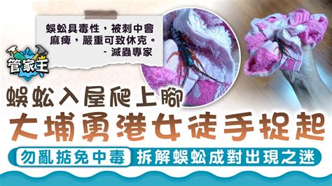 蜈蚣进屋|蜈蚣入屋：風水大解密